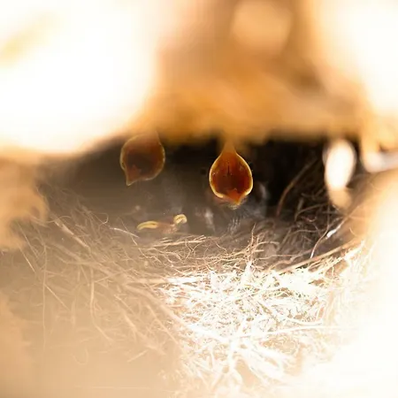 Grafinhof * Nordstrand