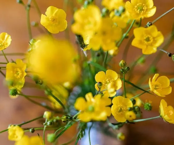 Πανσιόν Grafinhof