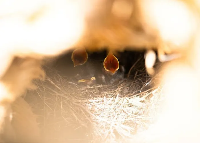 Grafinhof * Nordstrand