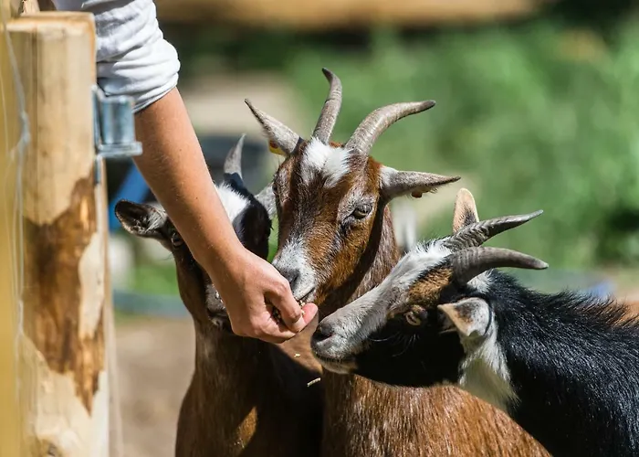 Πανσιόν Grafinhof